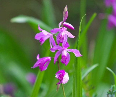 Záhradná orchidea (Bletilla striata) - slovenská trvalka