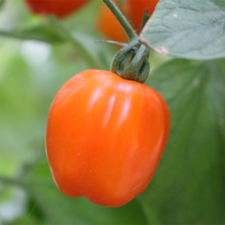 Paradajka Appleberry Orange PhR F1
