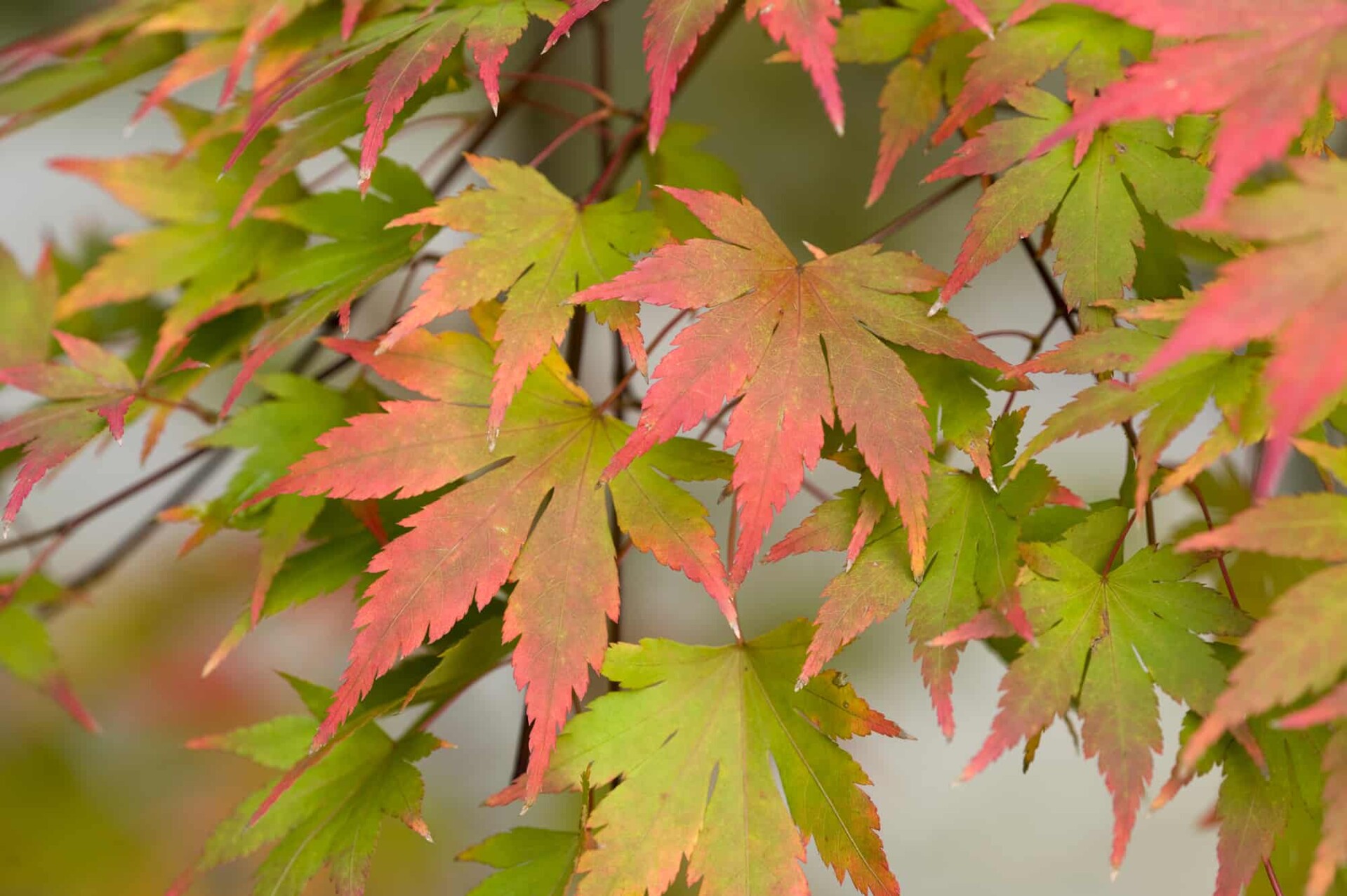 Acer palmatum - japonský javor zeleno-oranžovo-červenej farby