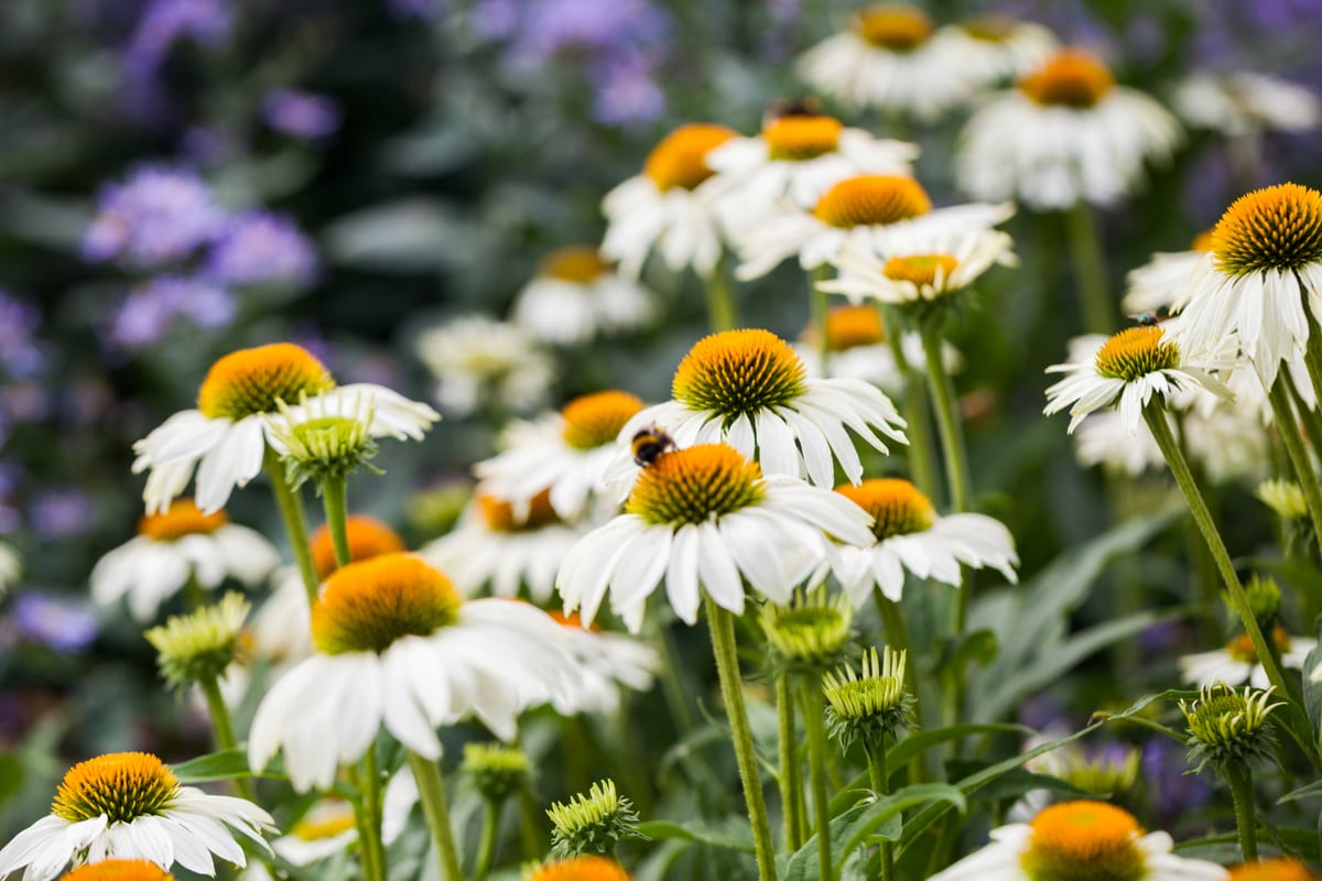 Echinacea – biely kvet