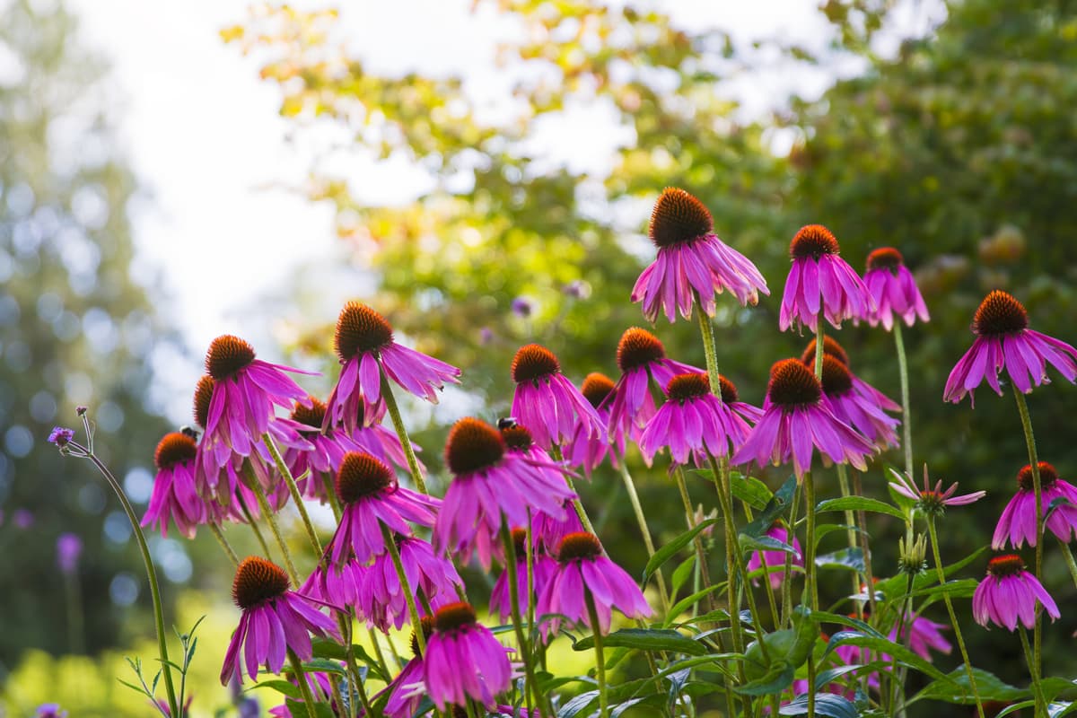 Echinacea purpurová