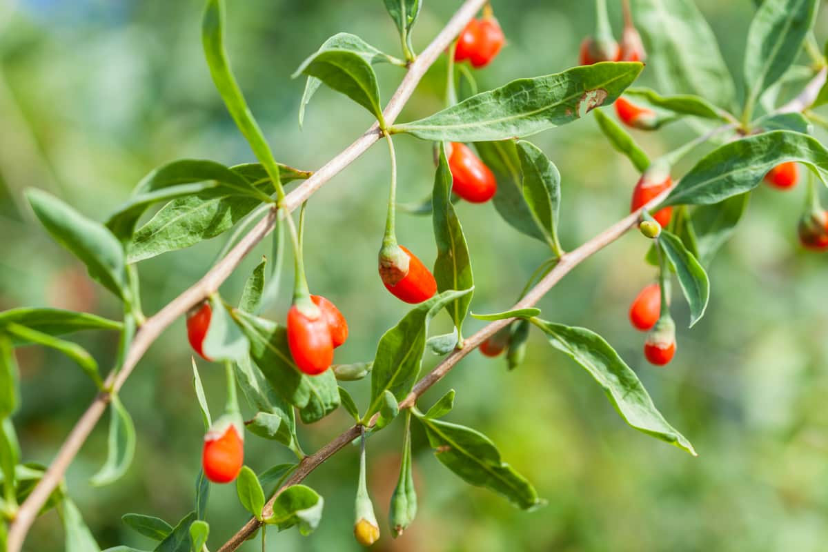 Plody goji - kustovnice čínskej