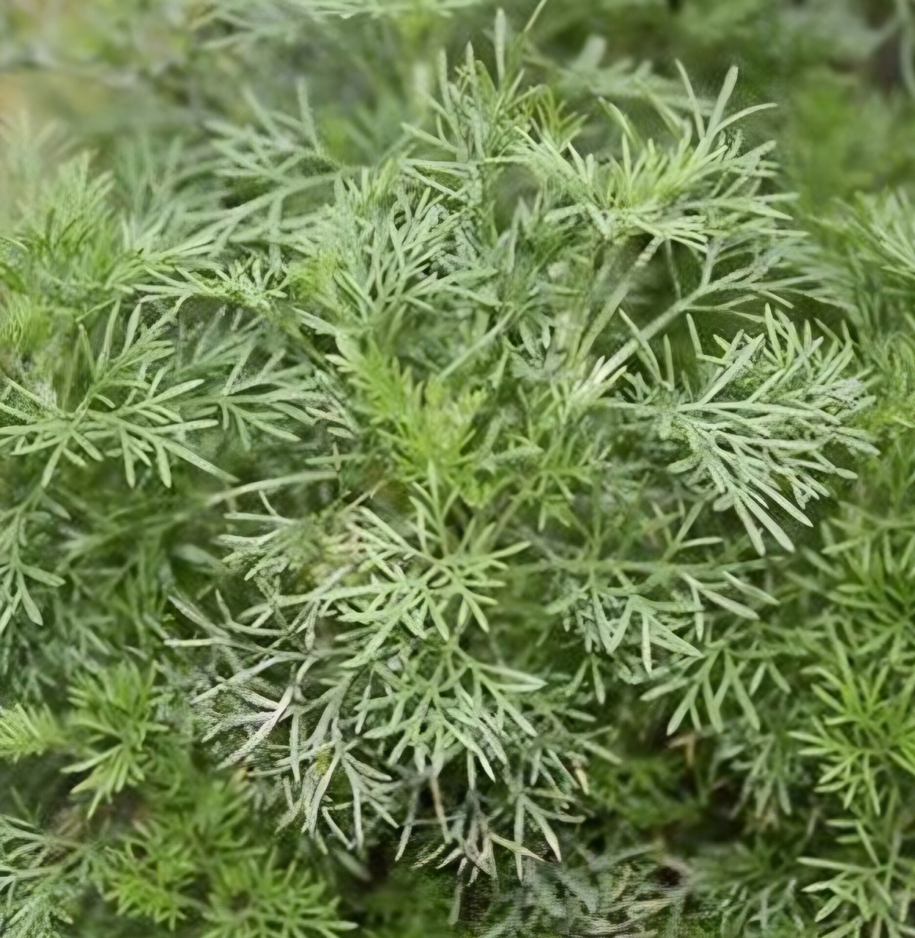 Artemisia abrotanum 'Coca Cola' - Palina - Kola