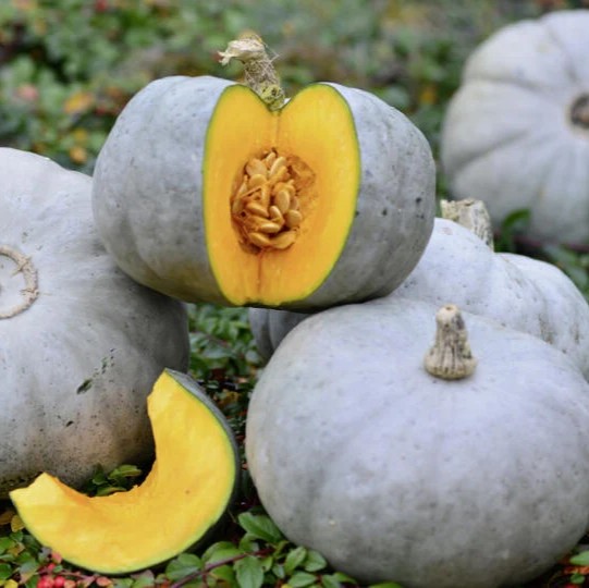 Tekvica obrovská CROWN PRINCE F1