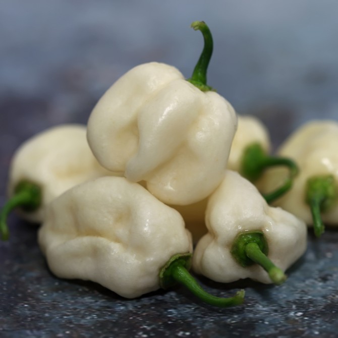 Habanero WHITE