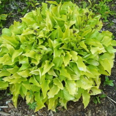 Hosta Hydon Sunset