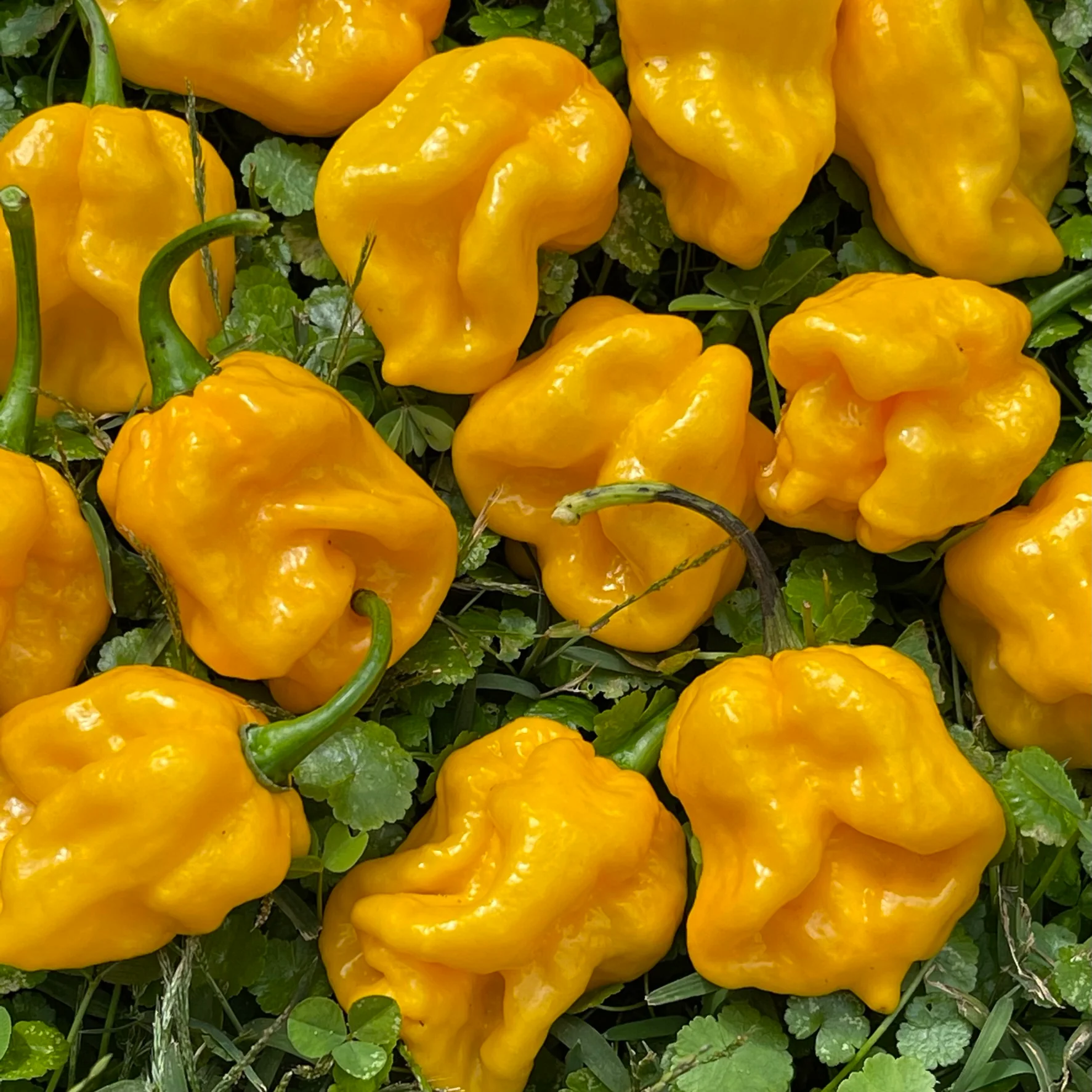 Habanero LEMON