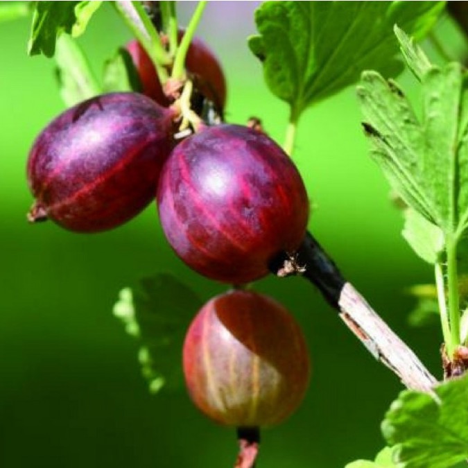 Egreš kríkový PAX