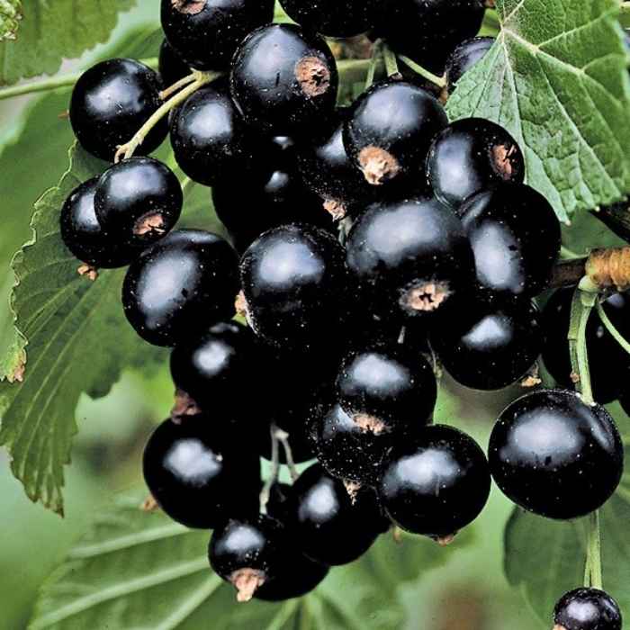 Ríbezľa čierna TISEL - krík