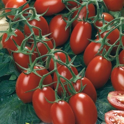 Paradajka Pollicino F1