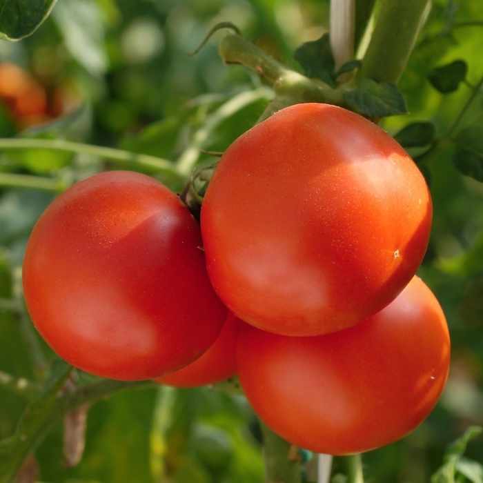 Paradajka Tastier F1