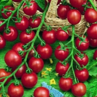 Paradajka Strillo F1