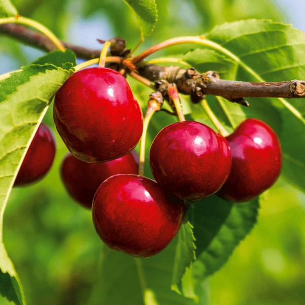 Čerešňa SUNBURST (neskorá)