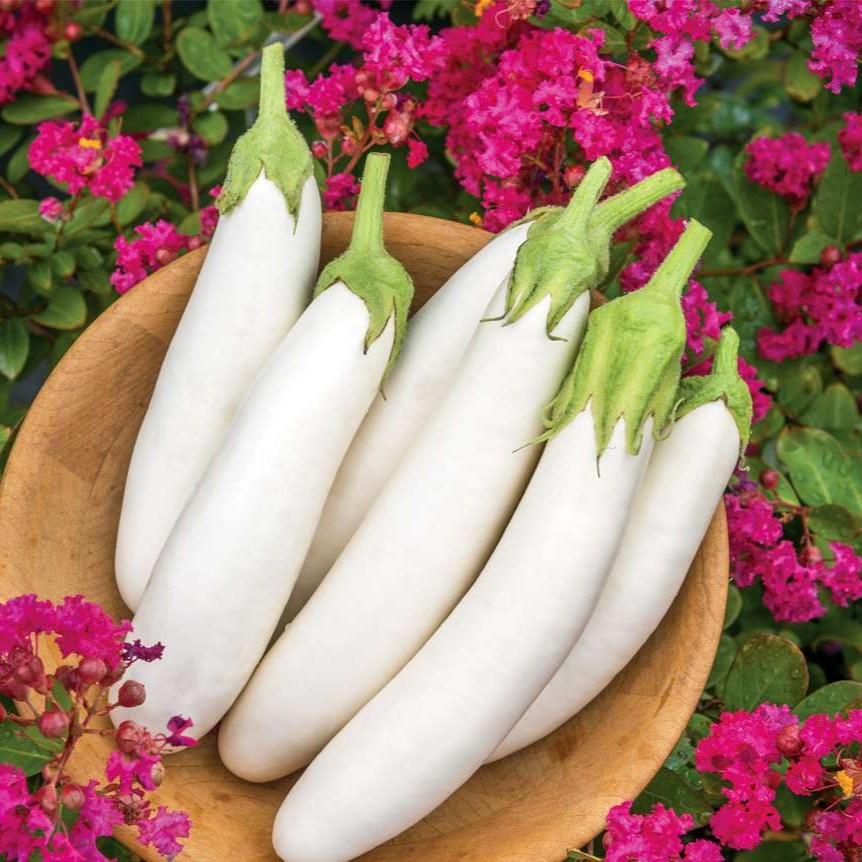 Baklažán White Knight F1