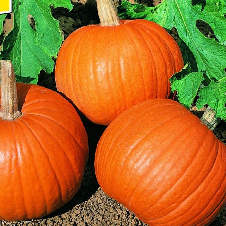 Tekvica velkoplodá plazivá - YELLOWGIRLS F1 - pre HALLOWEEN