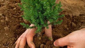 plant-tree