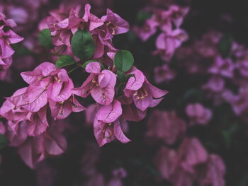 Bougainvillea kvet