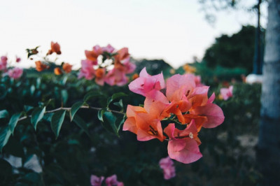 Kvet bugenviley