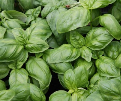 Bazalka (Ocimum basilicum)