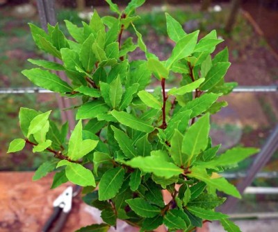 Bobkový list (Laurus nobilis)