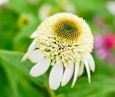 Echinacea purpurová 'Coconut Lime' (Echinacea purp. 'Coconut Lime') - slovenská trvalka