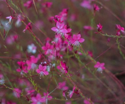 Gaura Blaze - slovenská trvalka