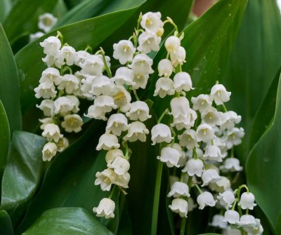 Konvalinka voňavá (Convallaria majalis) - slovenská trvalka