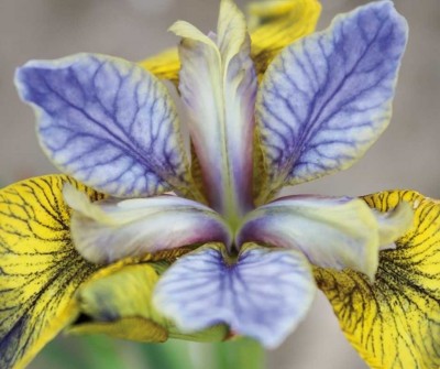 Kosatec sibírsky 'Tipped in Blue' (Iris sibirica Tipped in Blue) - slovenská trvalka