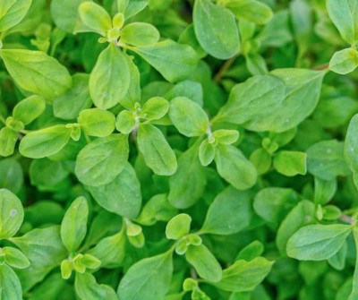 Majorán záhradný (Origanum majorana)