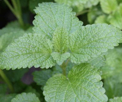 Medovka lekárska (Melissa officinalis)