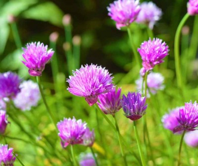 Pažítka (Allium schoenoprasum)