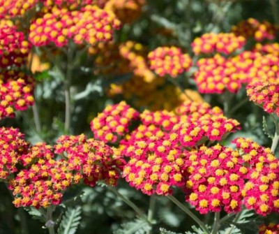 Rebríček 'Safran' (Achillea 'Safran') - slovenská trvalka