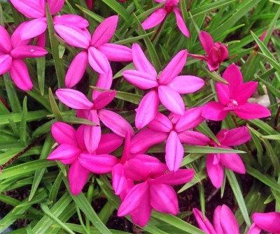 Rhodohypoxis milloides 'Claudia' - slovenská trvalka