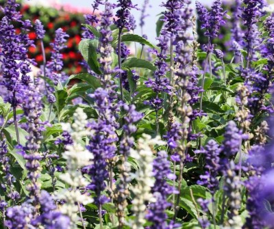 Šalvia lekárska (Salvia officinalis)