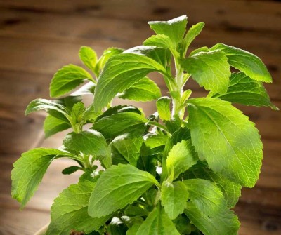 Stevia rebaudiana