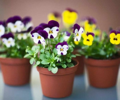 Fialka záhradná - Viola Tricolor