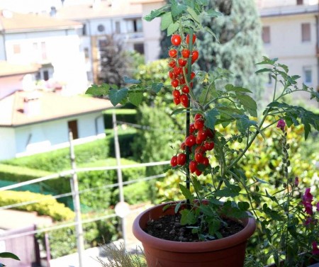 Balkónové paradajky