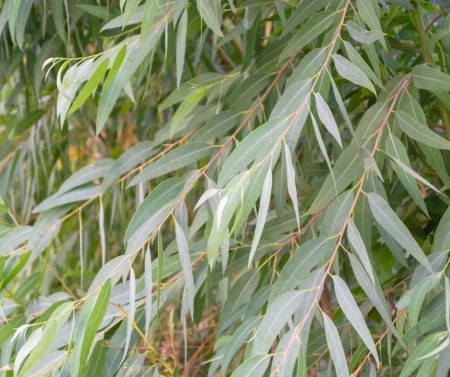Eukalyptus - listy