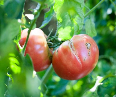 Popraskané plody paradajky