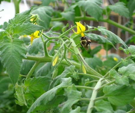 Užitočný hmyz v záhrade - včely