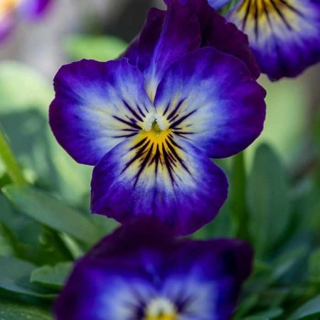 Fialka záhradná - jarný kvet