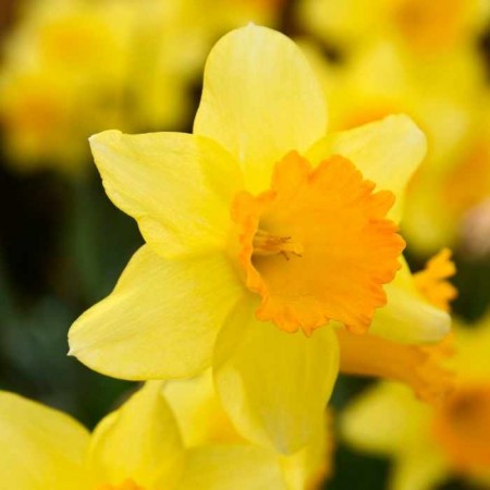 Narcis - jarný kvet