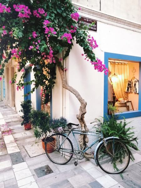 Bougainvillea