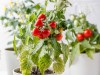 Zeleninové priesady na balkón | Záhradníctvo EMMA