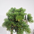 Abies concolor ADAŠEK WB