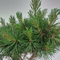 Pinus sylvestris LUKÁS WB