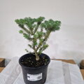 Abies koreana HOUTEMEYERS WB