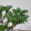 Abies koreana HOUTEMEYERS WB
