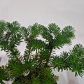 Abies koreana HOUTEMEYERS WB