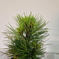 Pinus cembra STODERZWERG